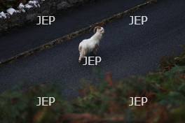 A goat on the Great Orme