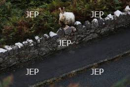 A goat on the Great Orme